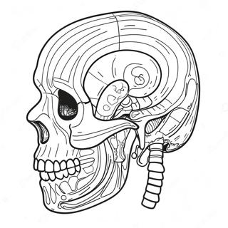 Pagina Da Colorare Di Anatomia E Fisiologia 107435-44590