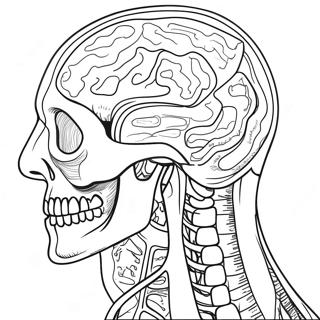 Pagina Da Colorare Di Anatomia E Fisiologia 107435-44592