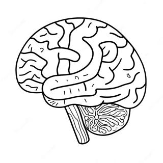 Pagina Da Colorare Anatomia Del Cervello Realistica 69123-15143