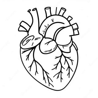 Anatomia Del Cuore Pagine Da Colorare