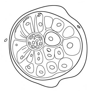 Cellula Vegetale Pagine Da Colorare